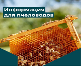Защита пчел начинается с информирования: возможности «Портала пчеловода»
