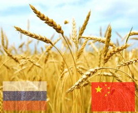 Китайские компании заинтересованы в закупе зерновых и бобовых культур, произведенных в Приморском крае